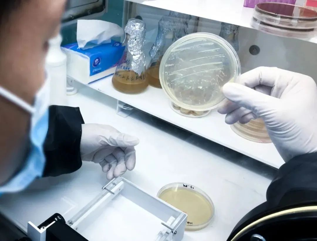 全溫型厭氧工作站—環(huán)境微生物研究的福音