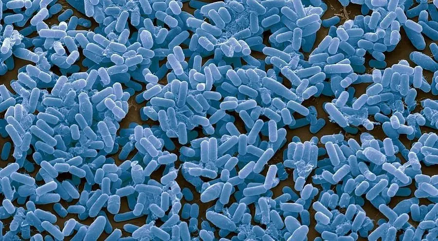 SINGER黑科技重塑益生菌工程——精準(zhǔn)編輯引領(lǐng)腸道健康新紀(jì)元